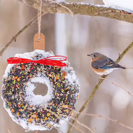 a bird getting ready to eat from a frozen bird seed wreathe