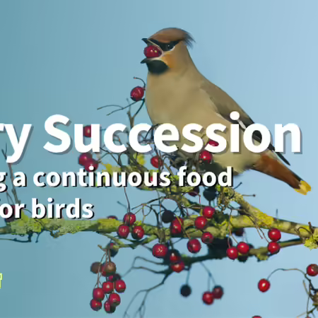 a cedar waxwing bird sitting on a tree branch with a red berry in its mouth