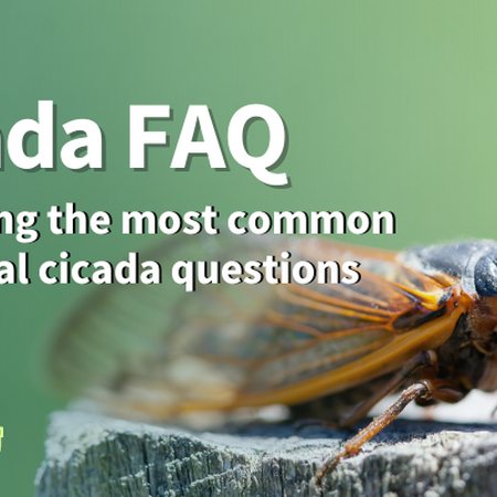A quizzical cicada