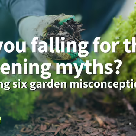A hand placing mulch at the base of a plant