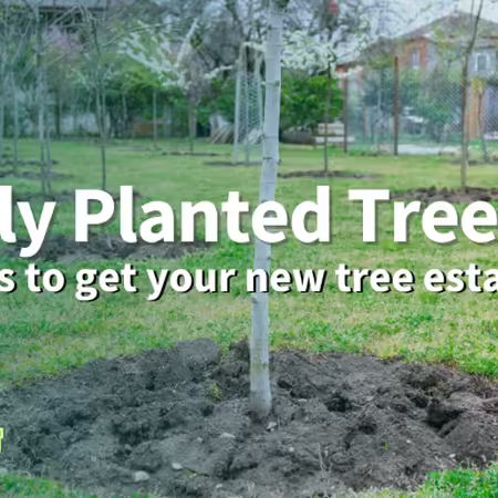 the base of a newly planted tree with fresh dirt 