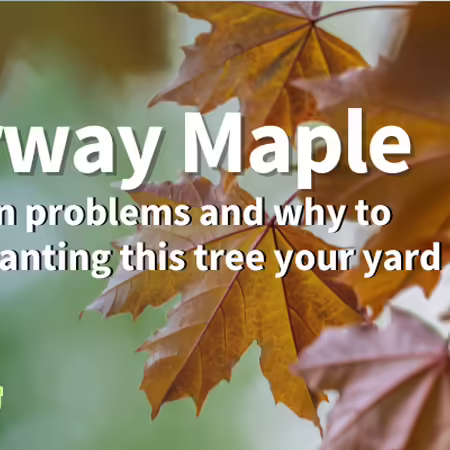 Norway maple leaves
