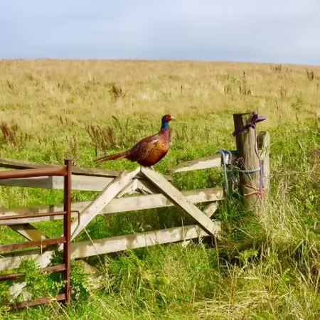 Pheasant sitting on fence in farm field