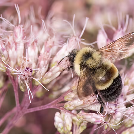 Rusty Patched bumble bee