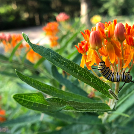 Monarch caterpillar feeds on orange butterflyweed