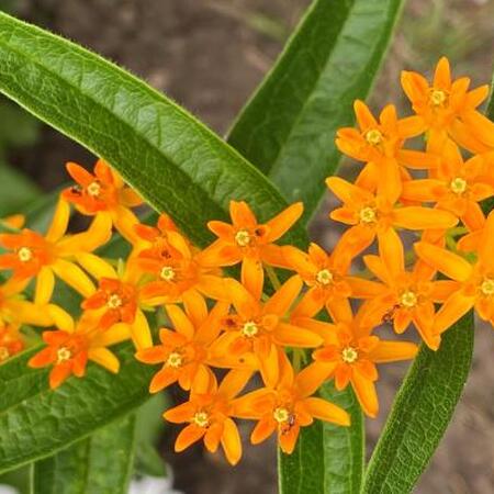butterflyweed with orange flowers and green leaves