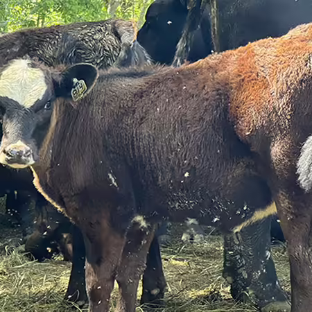 calf swatting flies away