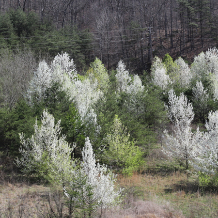 Callery pear trees in bloom on a hill.