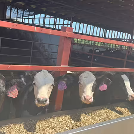 calves eating at the bunk