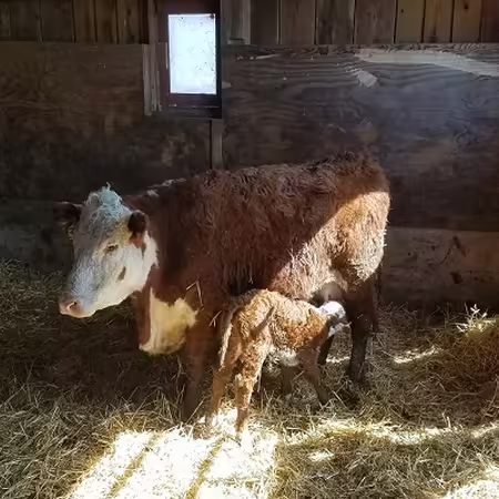Cow with calf