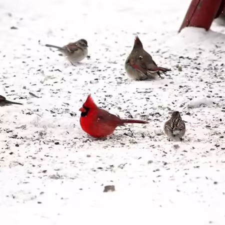 birds in the snow