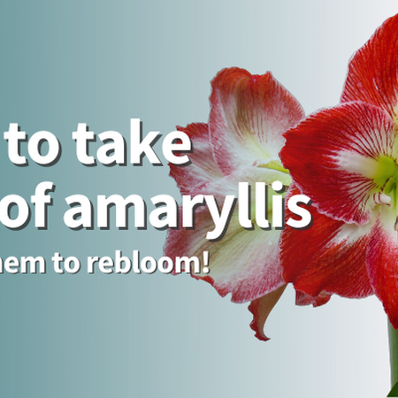 How to take care of amaryllis and get them to rebloom! Amaryllis flower with red on outer part of petals and white center