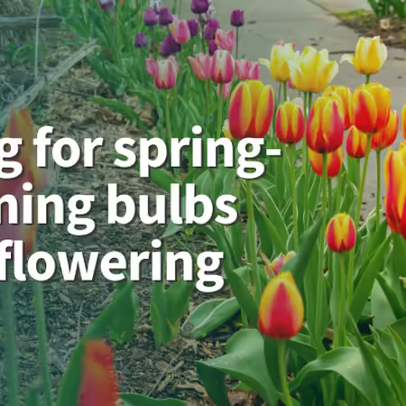 Caring for spring-blooming bulbs after flowering. Red and yellow tulips with green foliage.