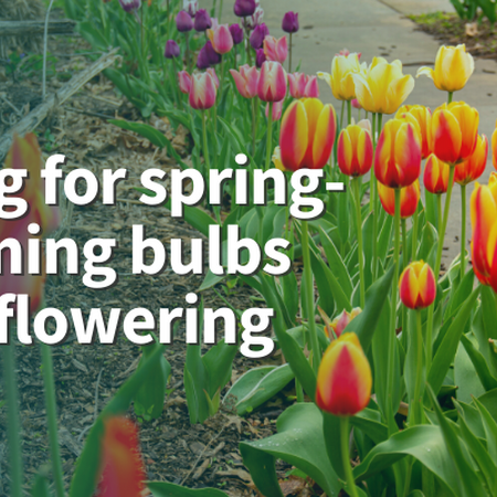 Caring for spring-blooming bulbs after flowering. Red and yellow tulips with green foliage.