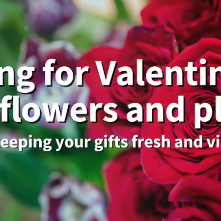 Caring for Valentine's Day flowers and plants: Tips for keeping your gifts fresh and vibrant. a boquet of red roses. 