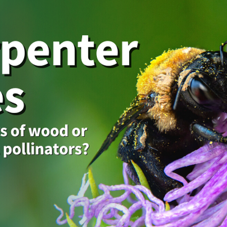 Carpenter bees: Destroyers of wood or beneficial pollinators? Carpenter bee on a purple passion flower