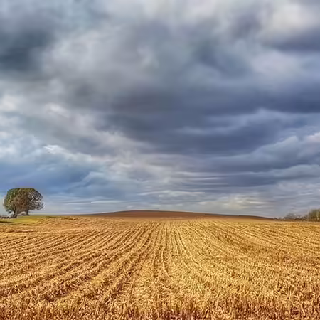 Cumulus clouds loom over rows of harvested corn with trees in the background. 