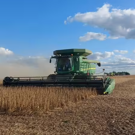 A combine harvests corn with blue skies and cumulus clouds in the background.
