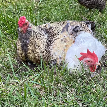 two chickens cuddle together in pasture grass