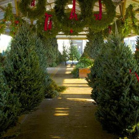 assorted cut evergreen trees and wreaths for sale at a market