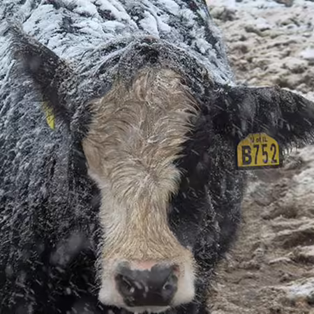 cow standing in cold snow