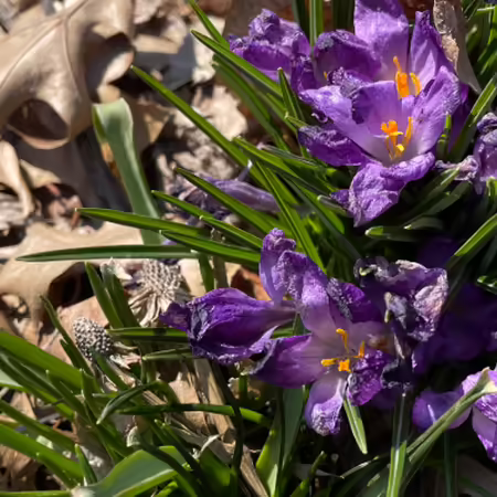 Crocus flowers that have been damaged by cold temperatures.