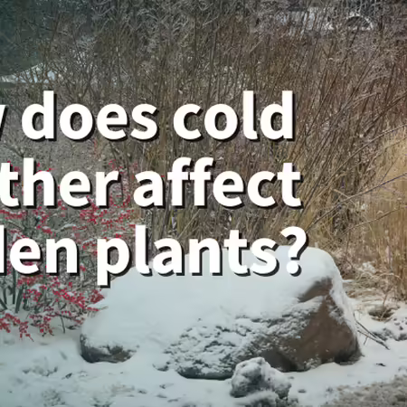 How does cold weather affect garden plants? Snow covered landscape.