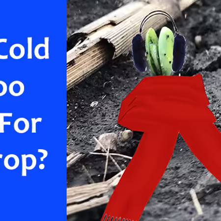 How cold is too cold for my crop?