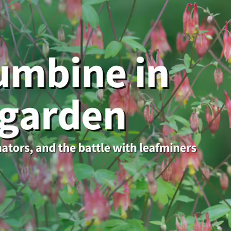 Columbine in the garden: Beauty, pollinators, and the battle with leafminers. Columbine plants with green leaves and red and yellow flowers