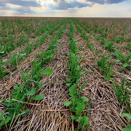 A field with cover crops growing in crop stubble.