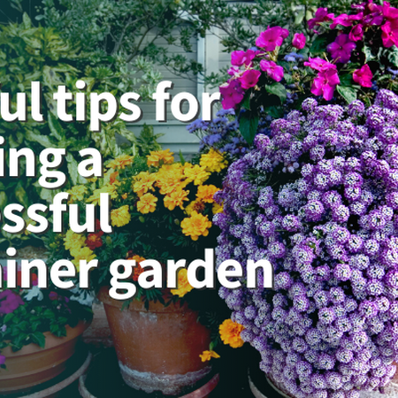 Helpful tips for creating a successful container garden. Pots with yellow, purple and pink flowers. 