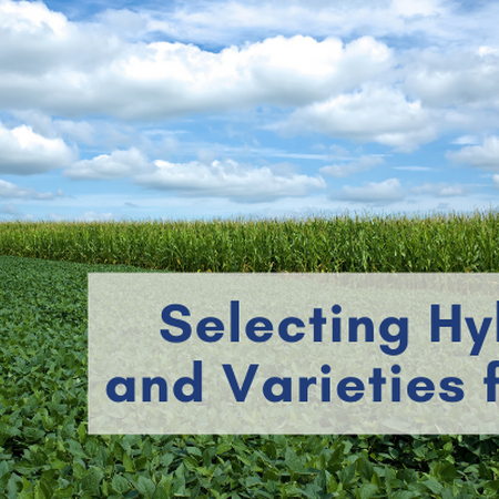 corn and soybean selection