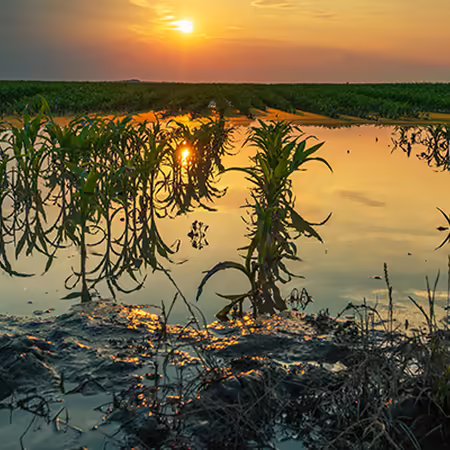 A corn field with standing water in it. 