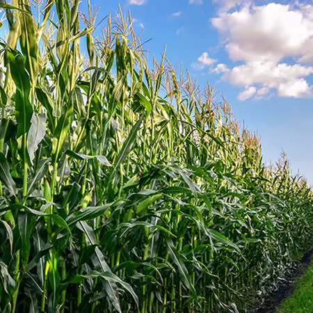 A corn field with clouds in the sky. 