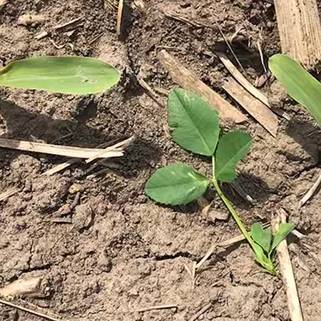 Young corn plants in the field