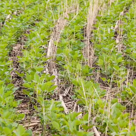 Soybeans growing in cover crop stubble.