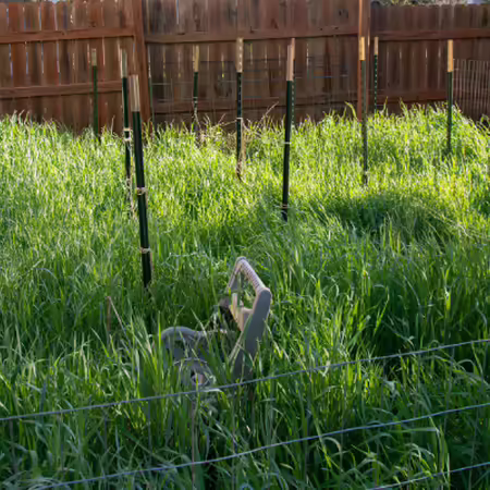 Cereal rye cover crop growing in a garden
