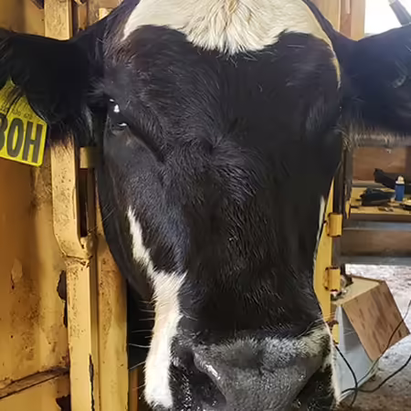 Cow in chute