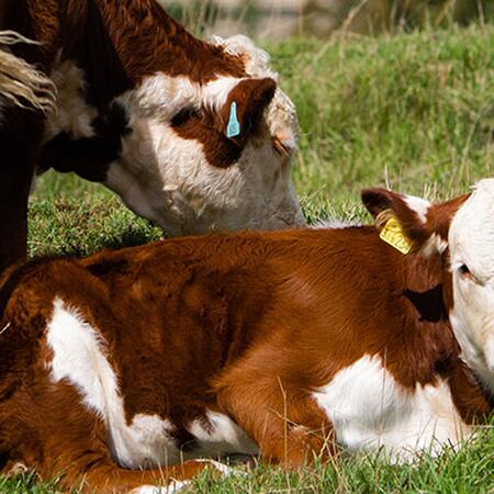 Hereford cow grazing near calf laying in a pasture.