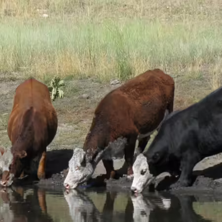 Cattle drinking from pond