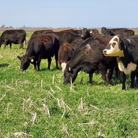 cows grazing a cover crop