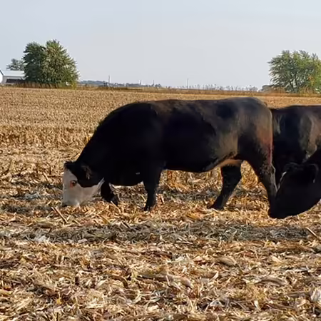 cows grazing cornstalks
