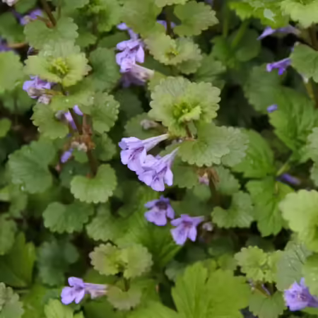 a patch of blooming creeping Charlie plants