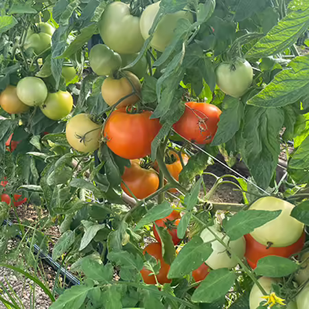 Red and green tomatoes on a plant with green leaves