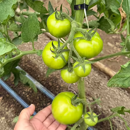several green tomato fruits on plant