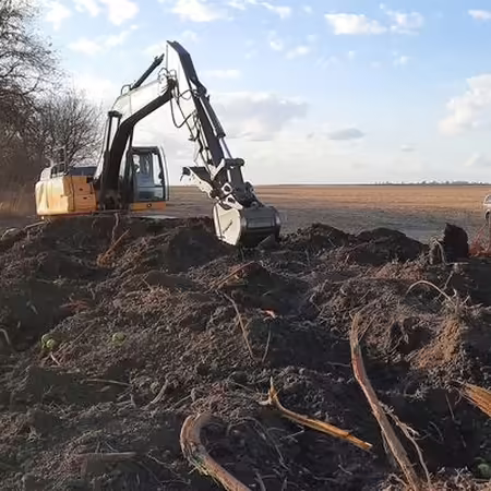 An excavator clears tree roots in a farm field with large shrub and blue sky in background.