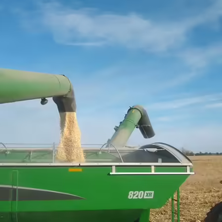 Freshly harvested corn pushes out of a combine with blue sky and wispy clouds in background