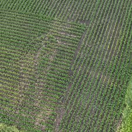 Aerial view of barely emerged plants in farm field. Several trees and a building sit on a strip of land at the edge.