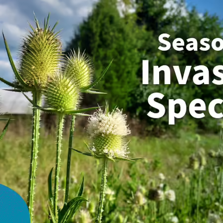 Season 4 Invasive species
