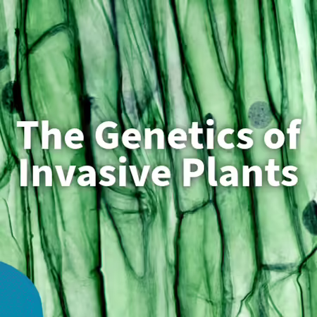 genetics of invasive plants